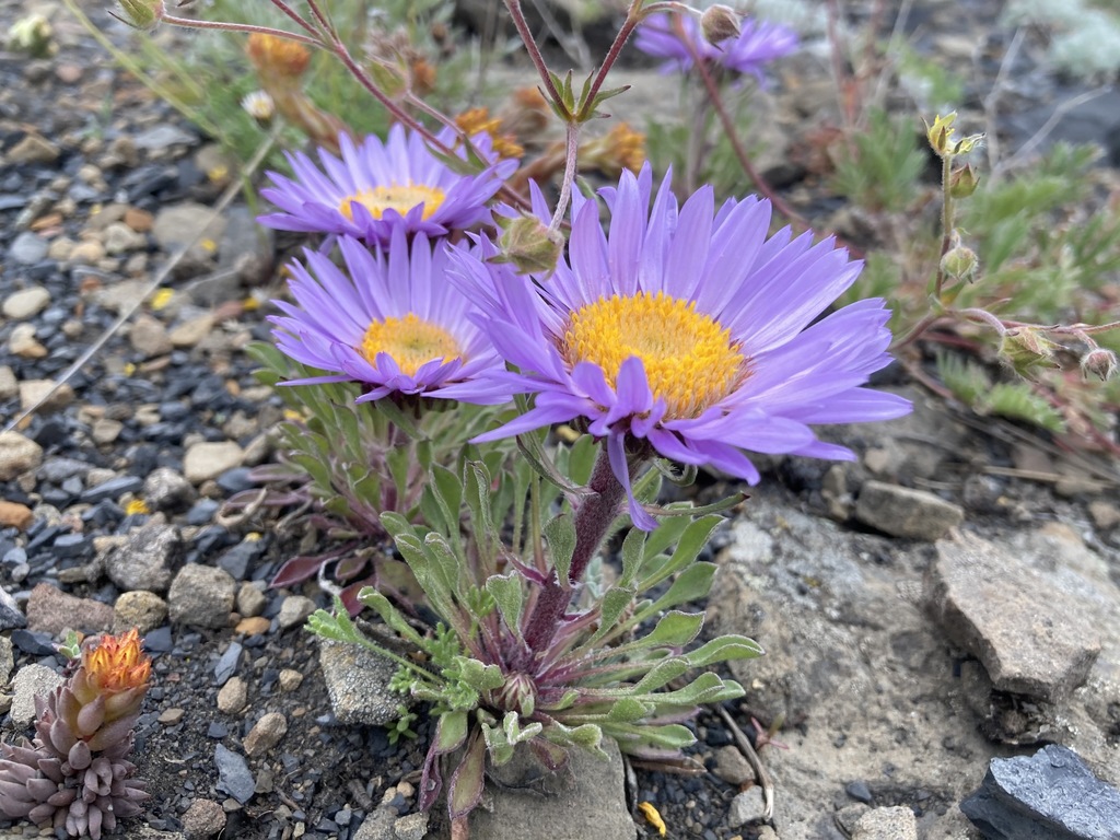 Parry's Townsend Daisy with lavender flowers